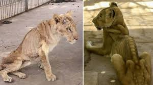 sudan lions animal rescue lioness