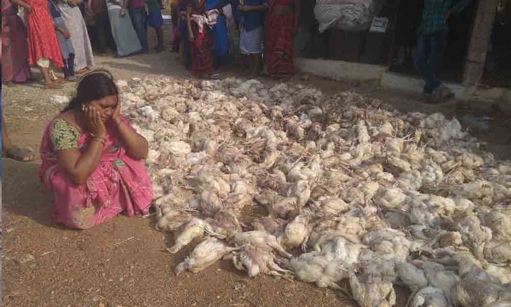 chicken died virus hit penumbally khammam district