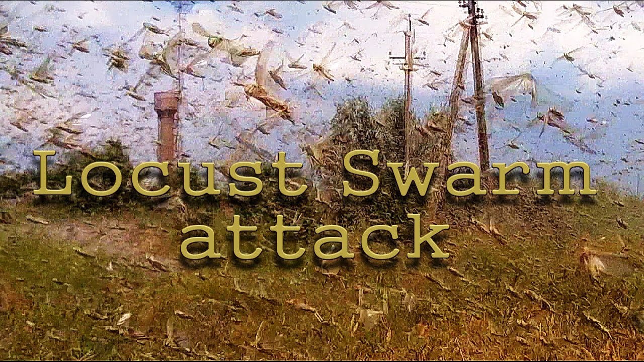 locust swarms attack pakistan Pm Imran khan emergency wiki