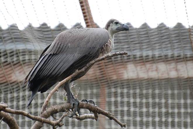 vultures population india shocking