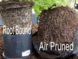 Air-pruning-fabric-grow-bags
