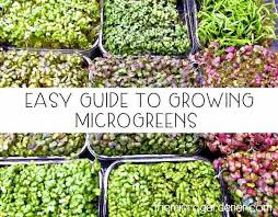easy-growing-microgreens-at-home