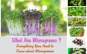 What-are-microgreens-how-to-grow-hyderabad